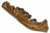 Cretaceous Fossil Mammal Jaw Section w/ Teeth - Wyoming #379753-1